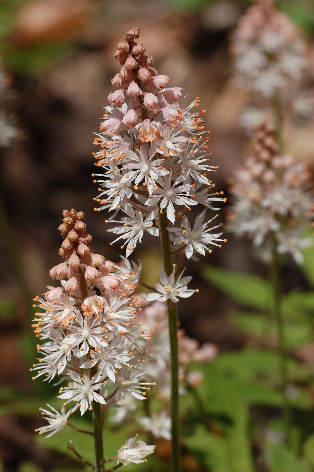 Foamflower (Tiarella cordifolia)