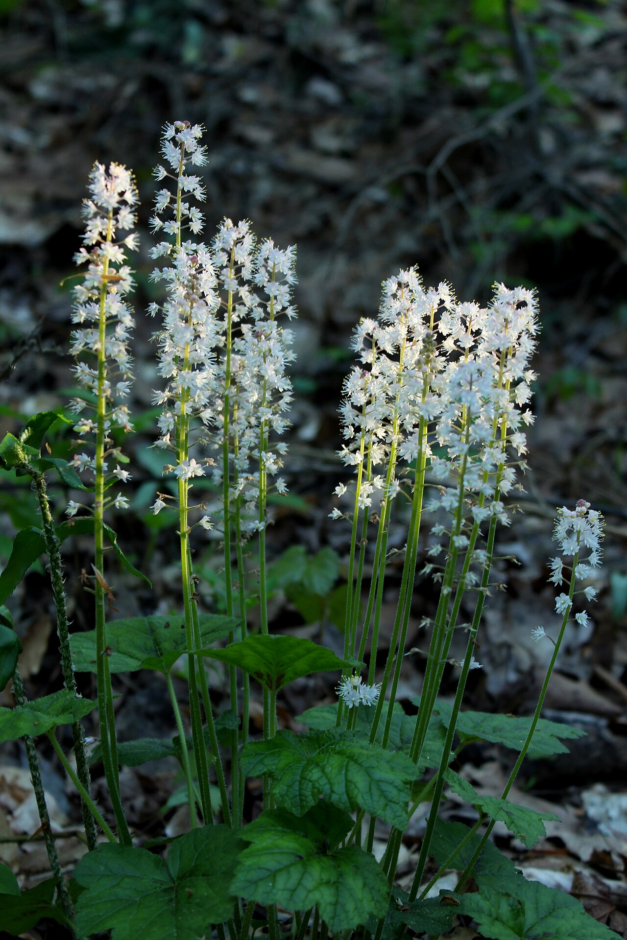 Foamflower (Tiarella cordifolia)