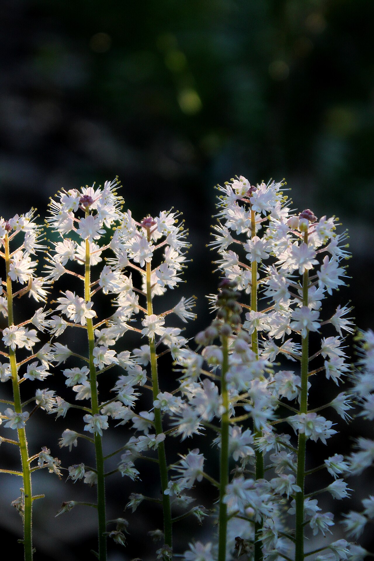 Foamflower (Tiarella cordifolia)