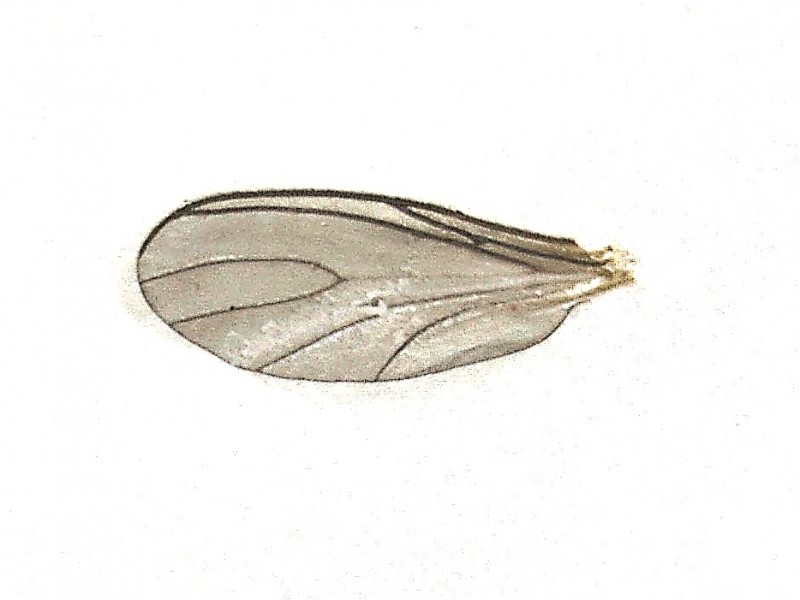 Fungus gnat