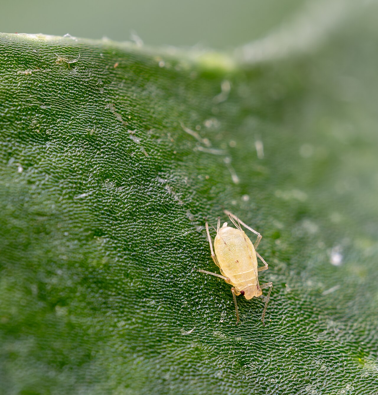 Aphids on plant leaf
