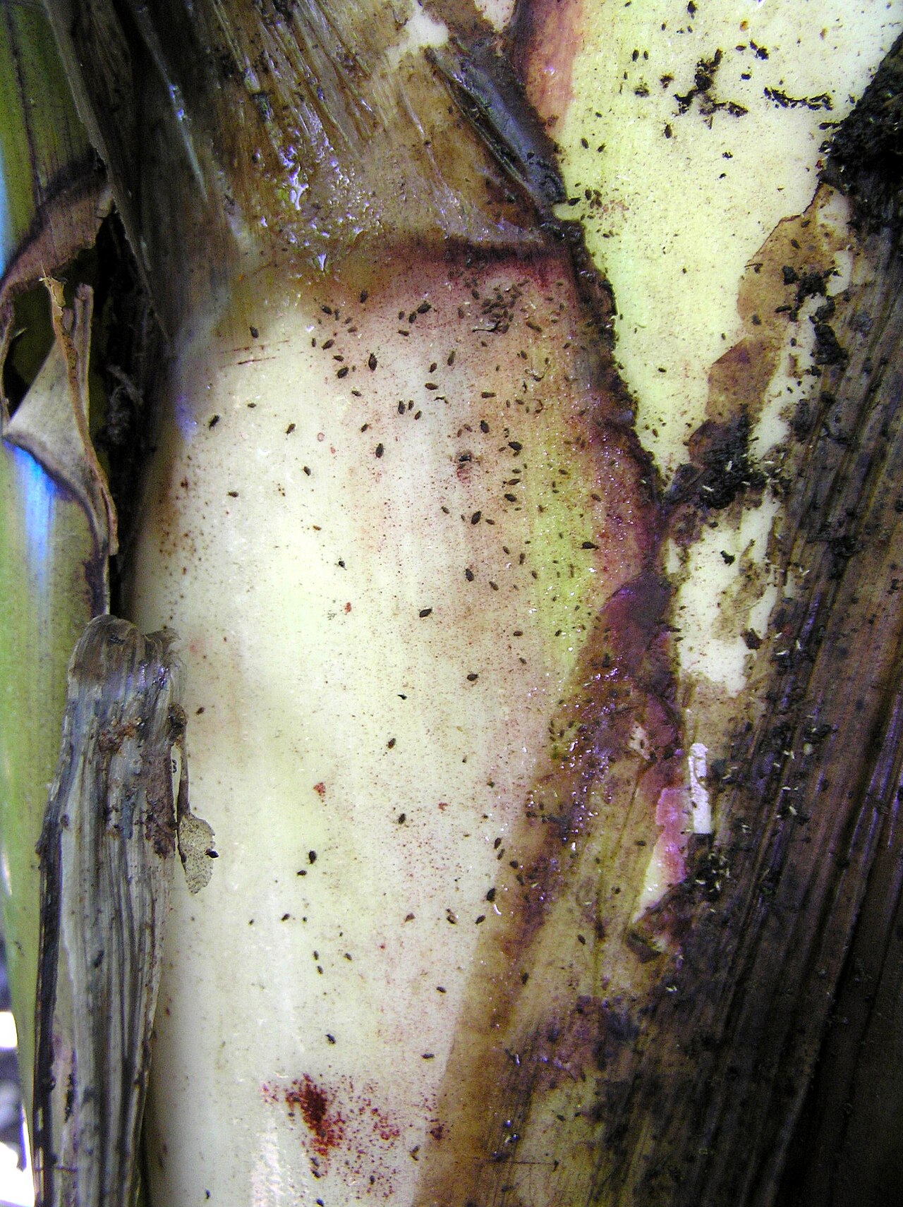 Aphids on plant leaf