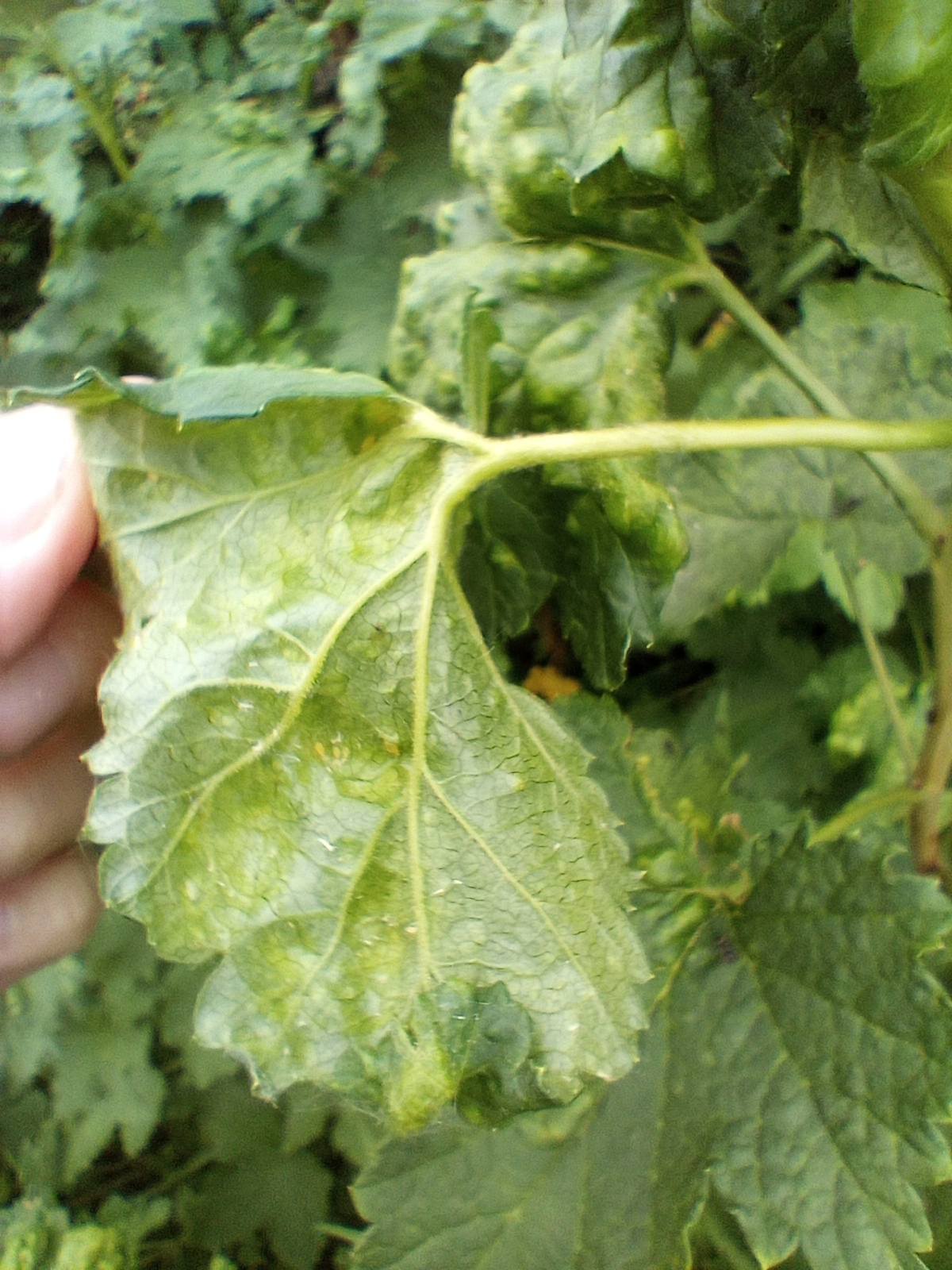 Aphids on plant leaf