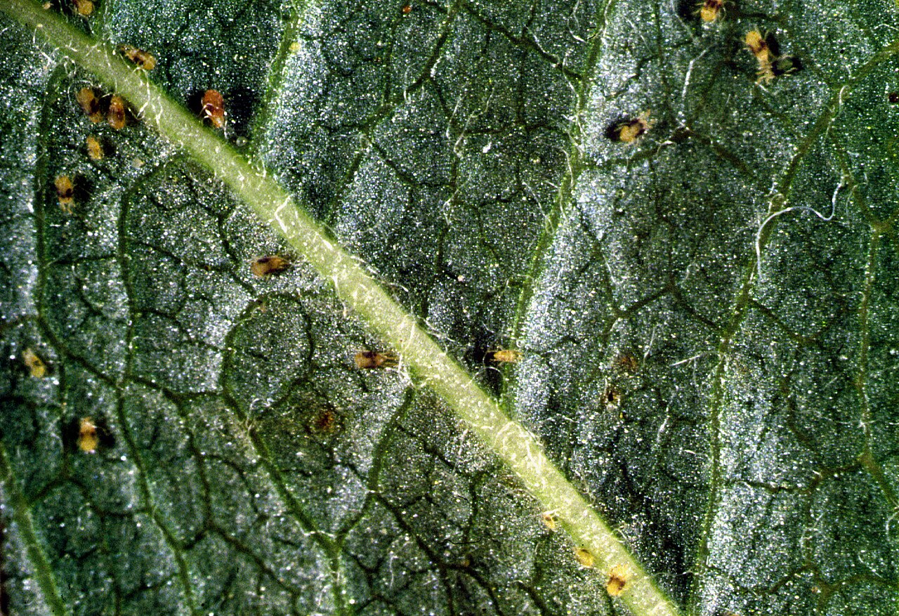 Spider mites