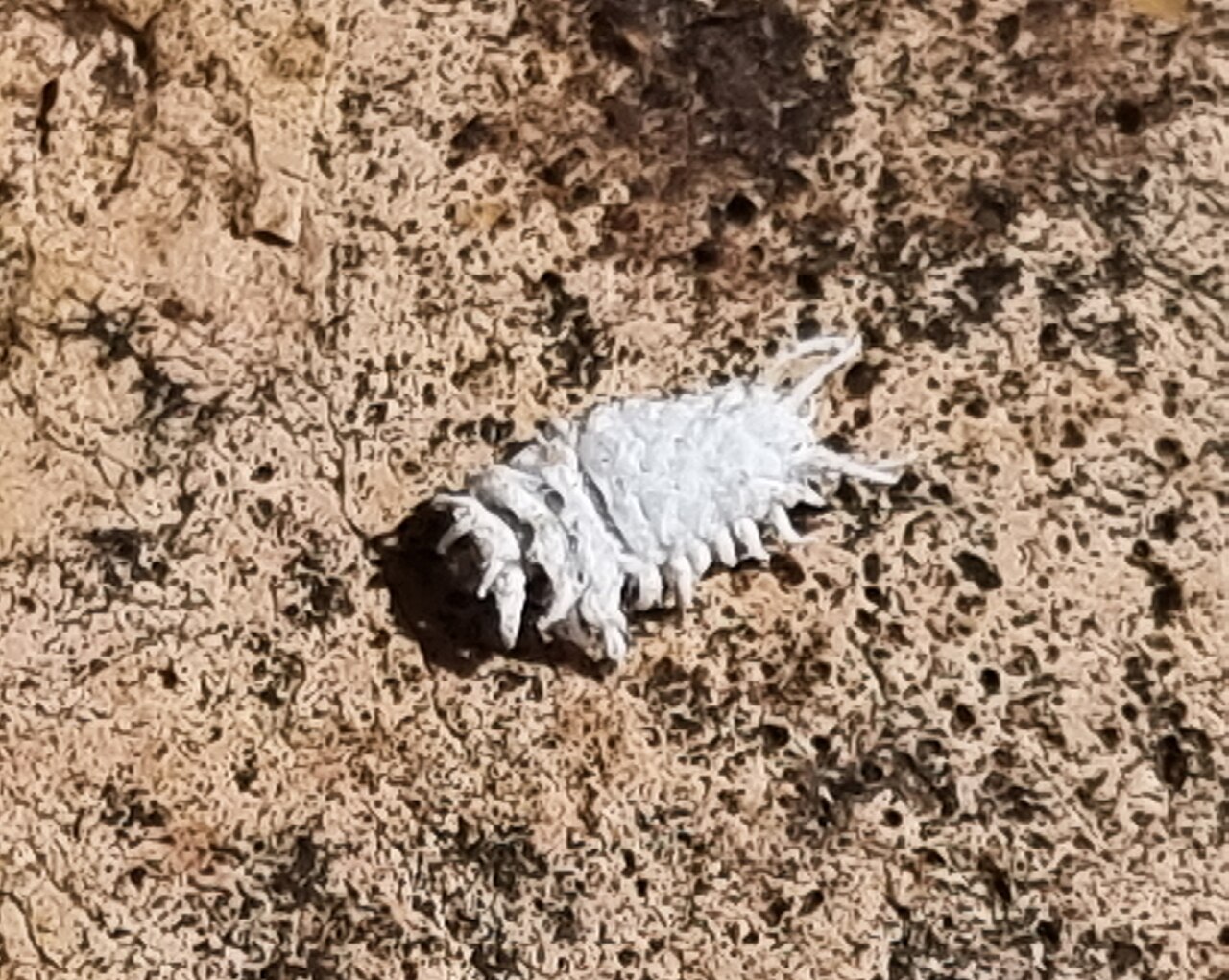 Mealybug / scale insect