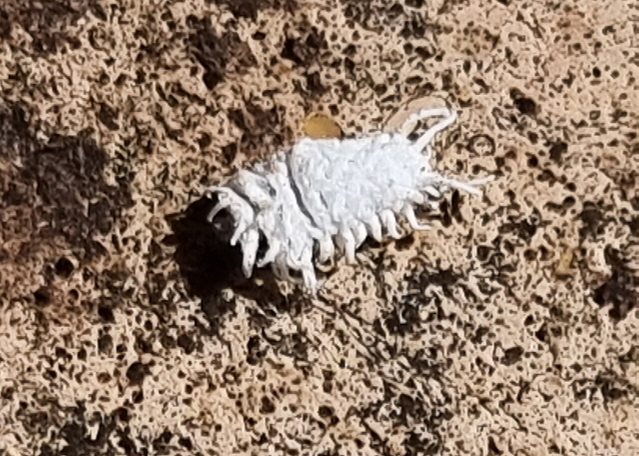 Mealybug / scale insect