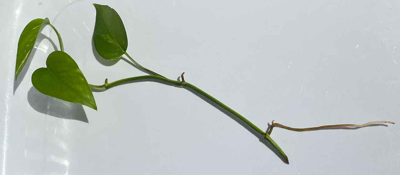 Plant cuttings propagation