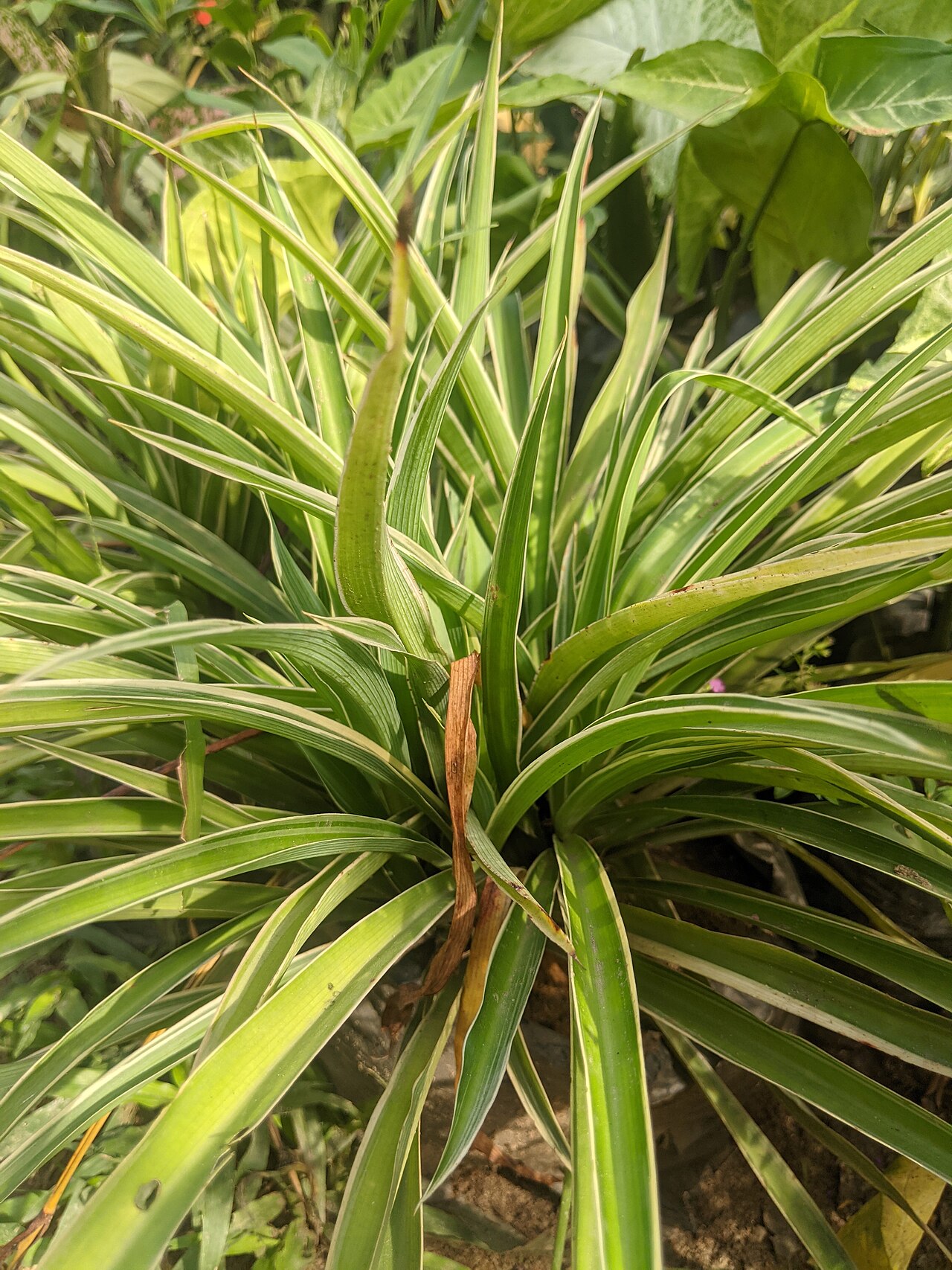 Spider plant (Chlorophytum)