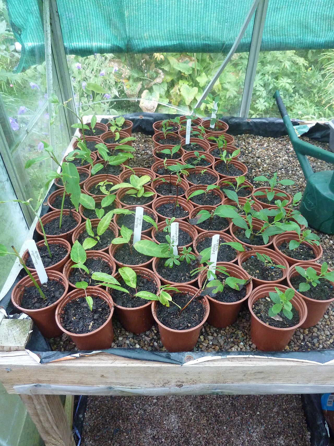 Plant cuttings propagation
