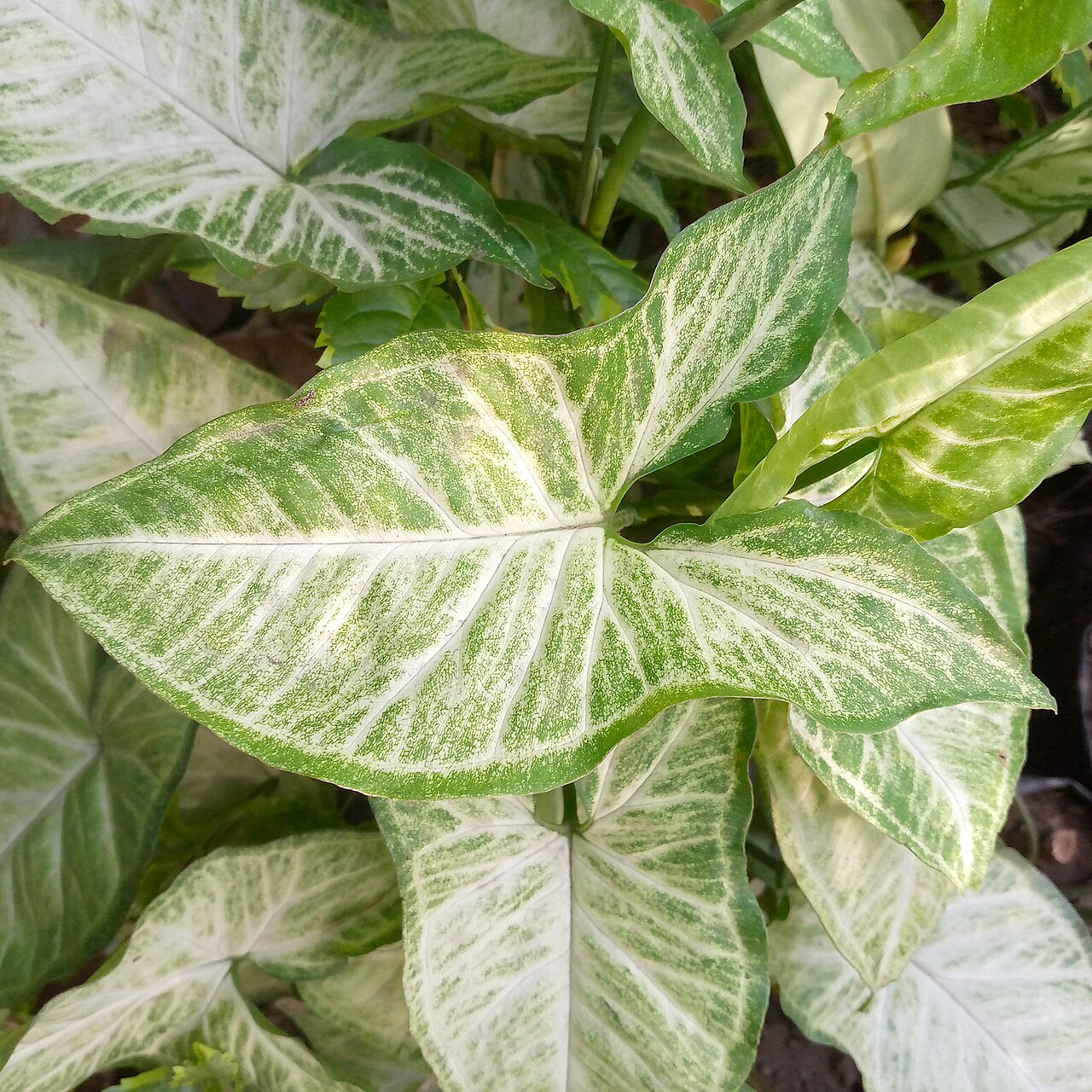 Plant cuttings propagation