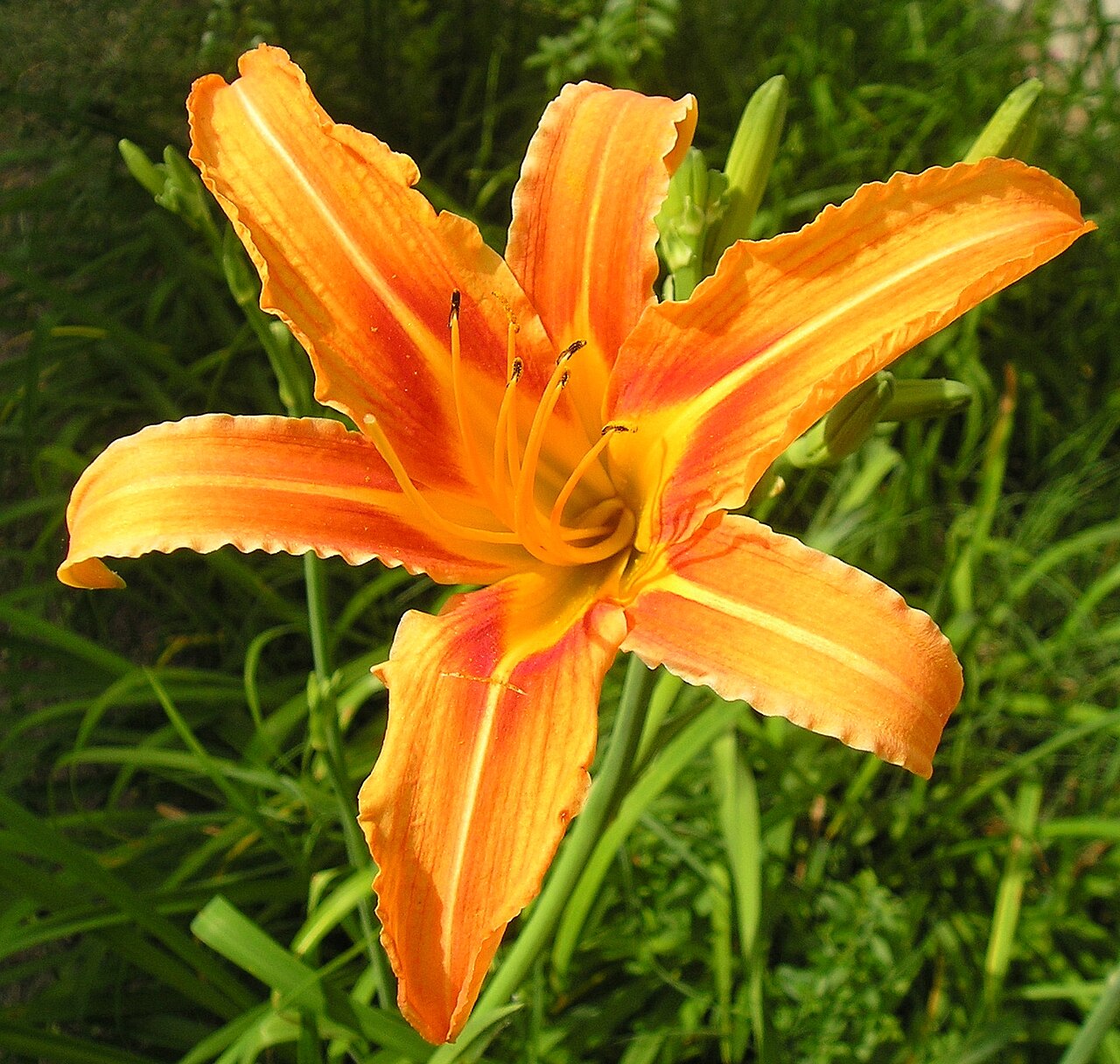 Daylily (Hemerocallis)