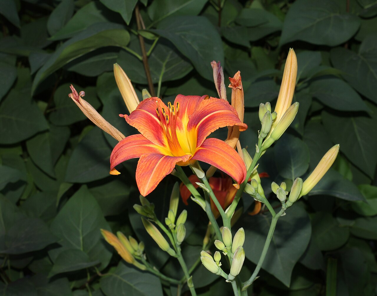 Daylily (Hemerocallis)