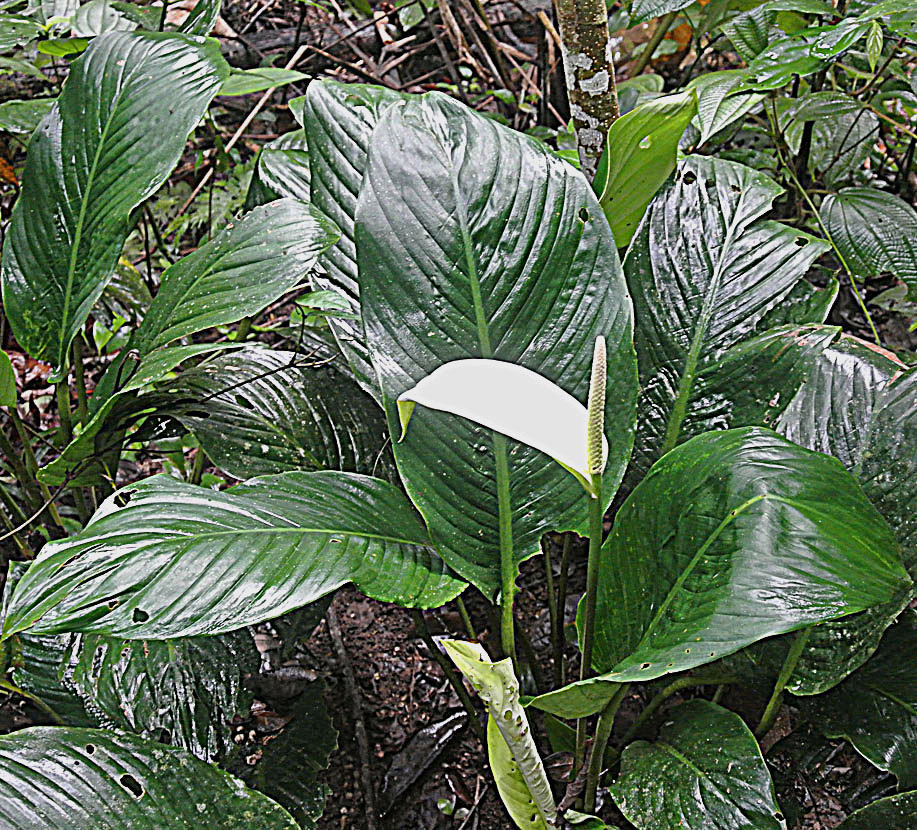 Peace lily (Spathiphyllum)