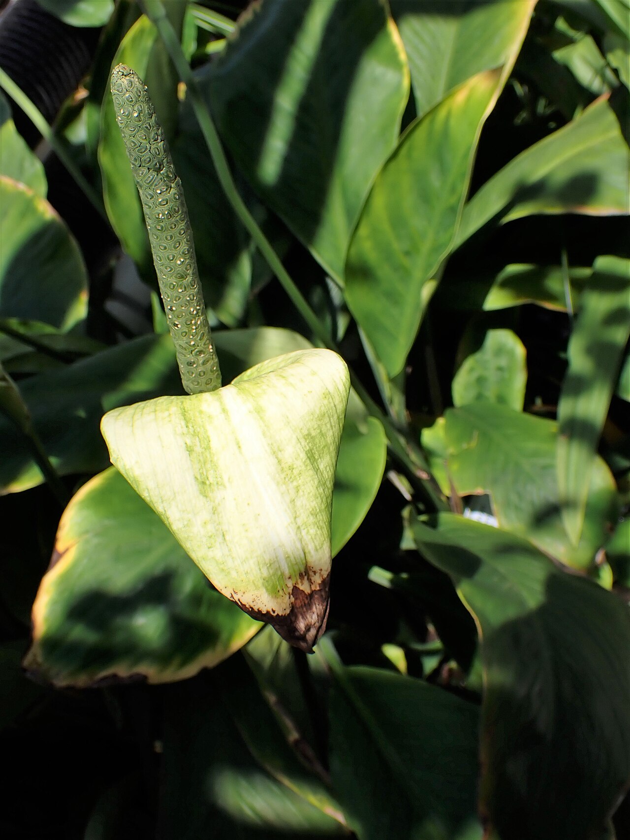 Peace lily (Spathiphyllum)