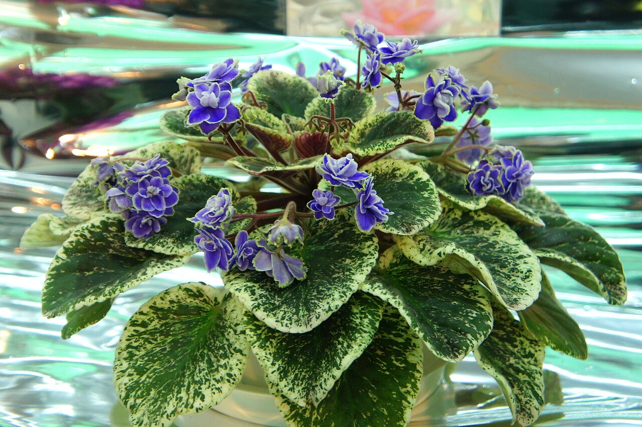 African violet (Saintpaulia)