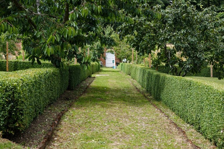 Boxwood (Buxus sempervirens)