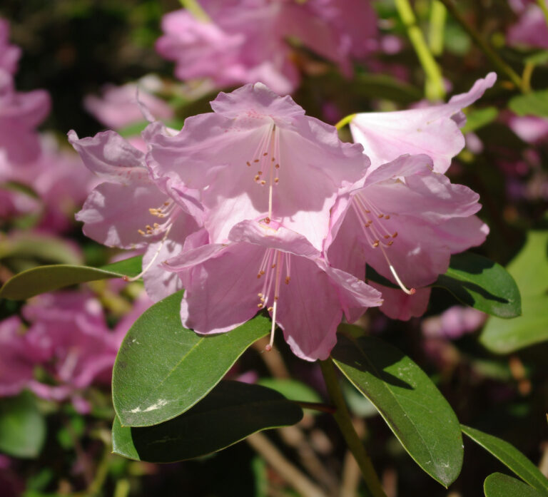 Rhododendron