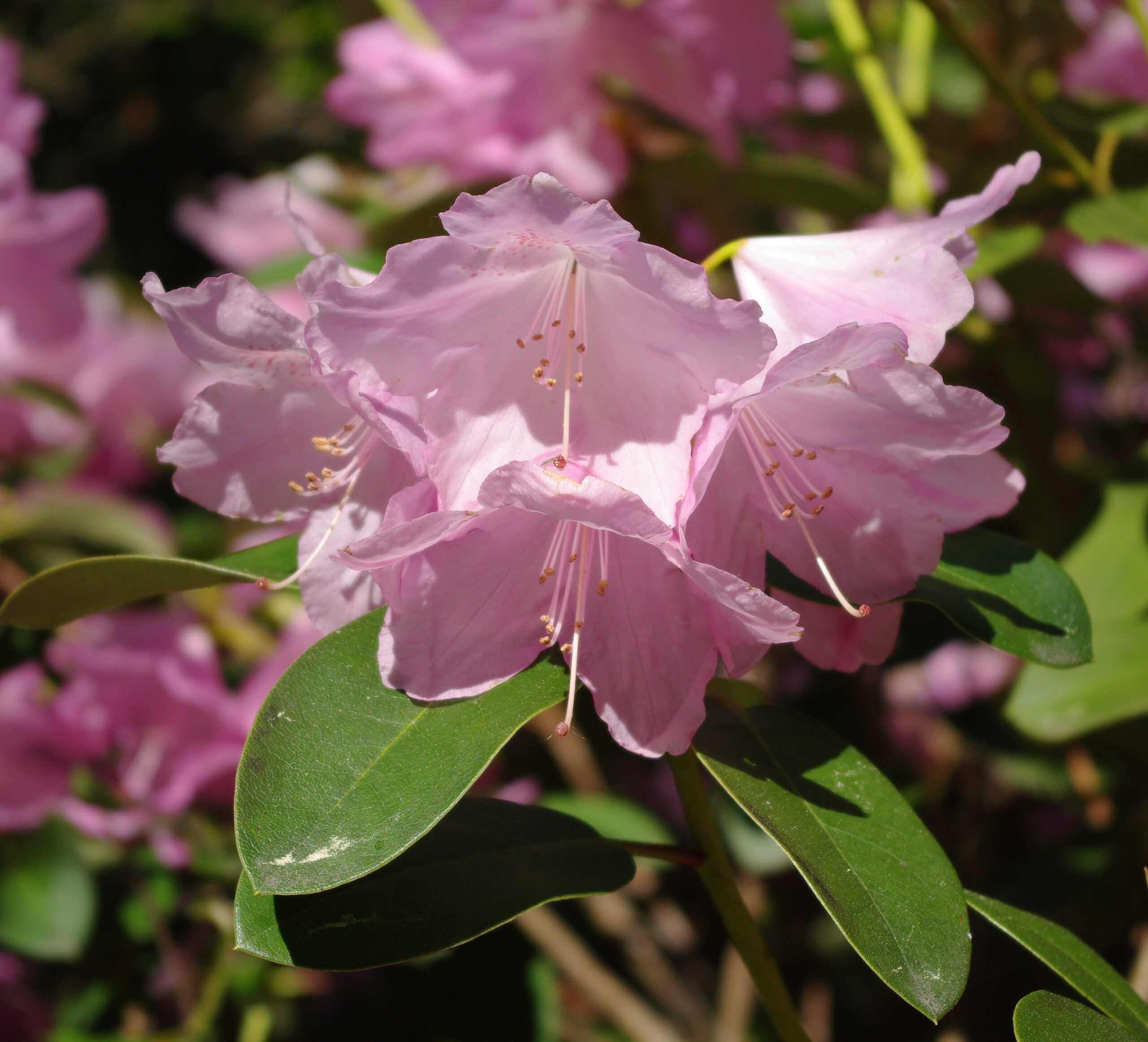 Rhododendron