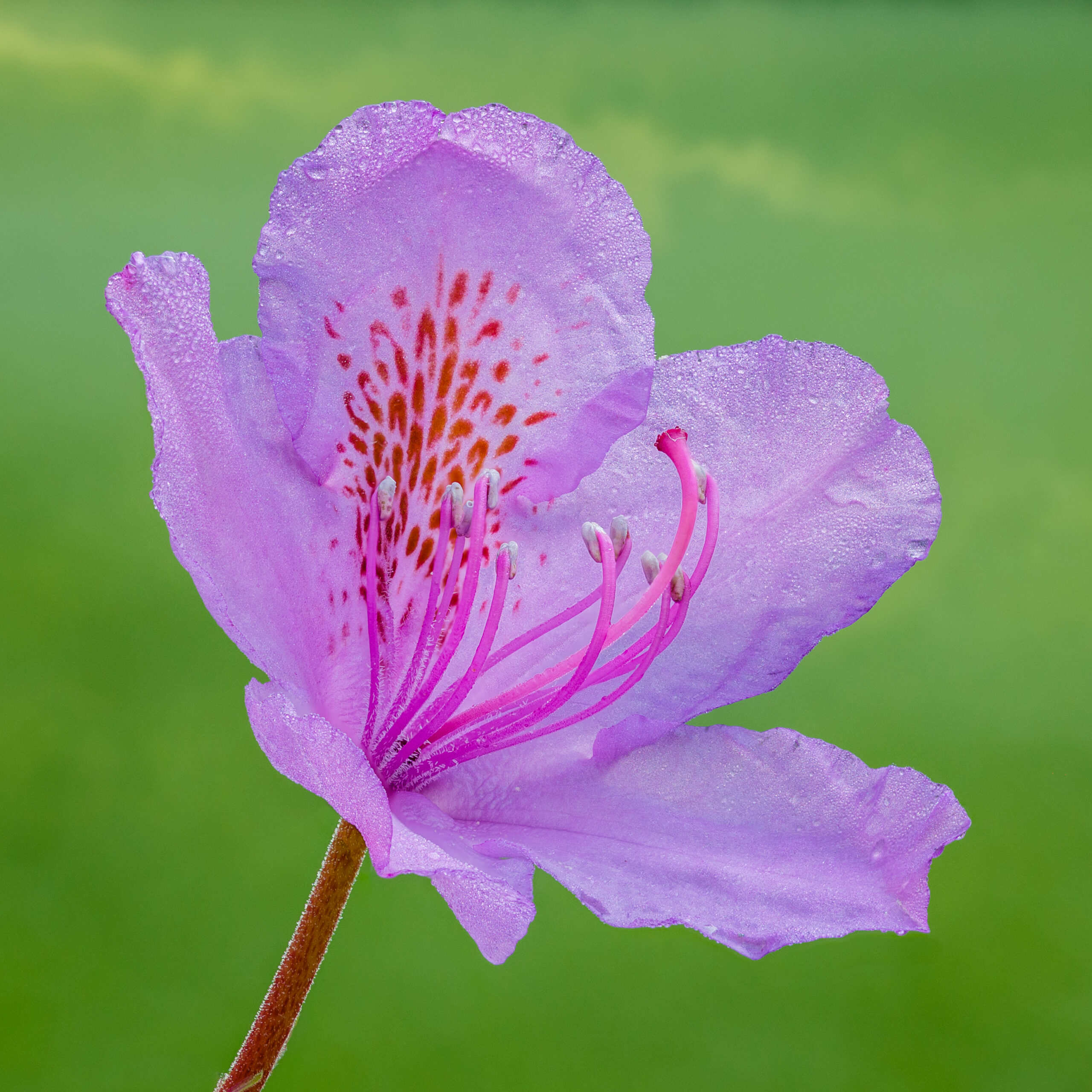 Rhododendron
