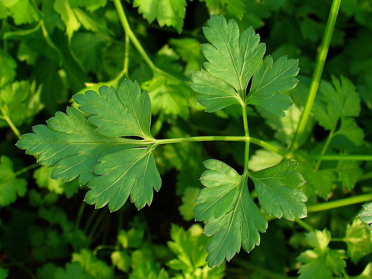 Parsley (Petroselinum)