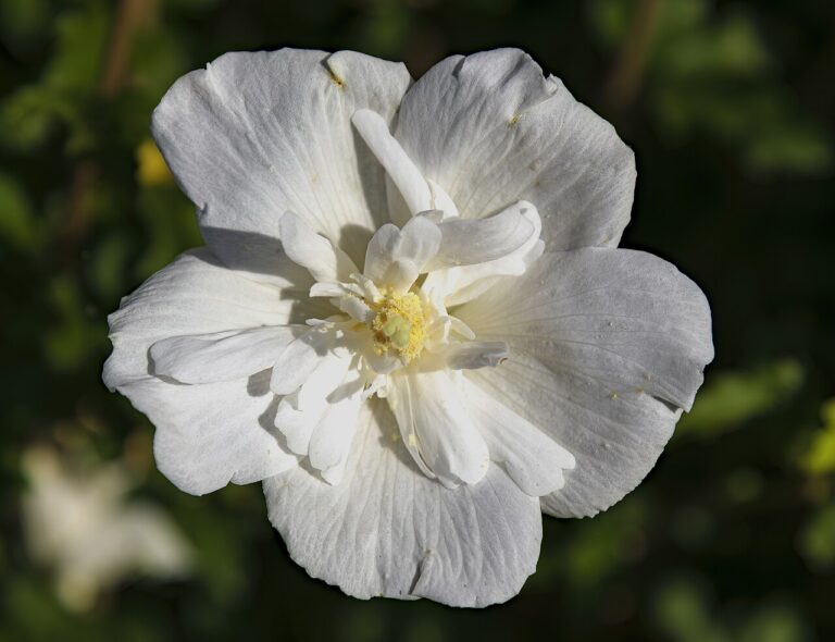Hibiscus syriacus