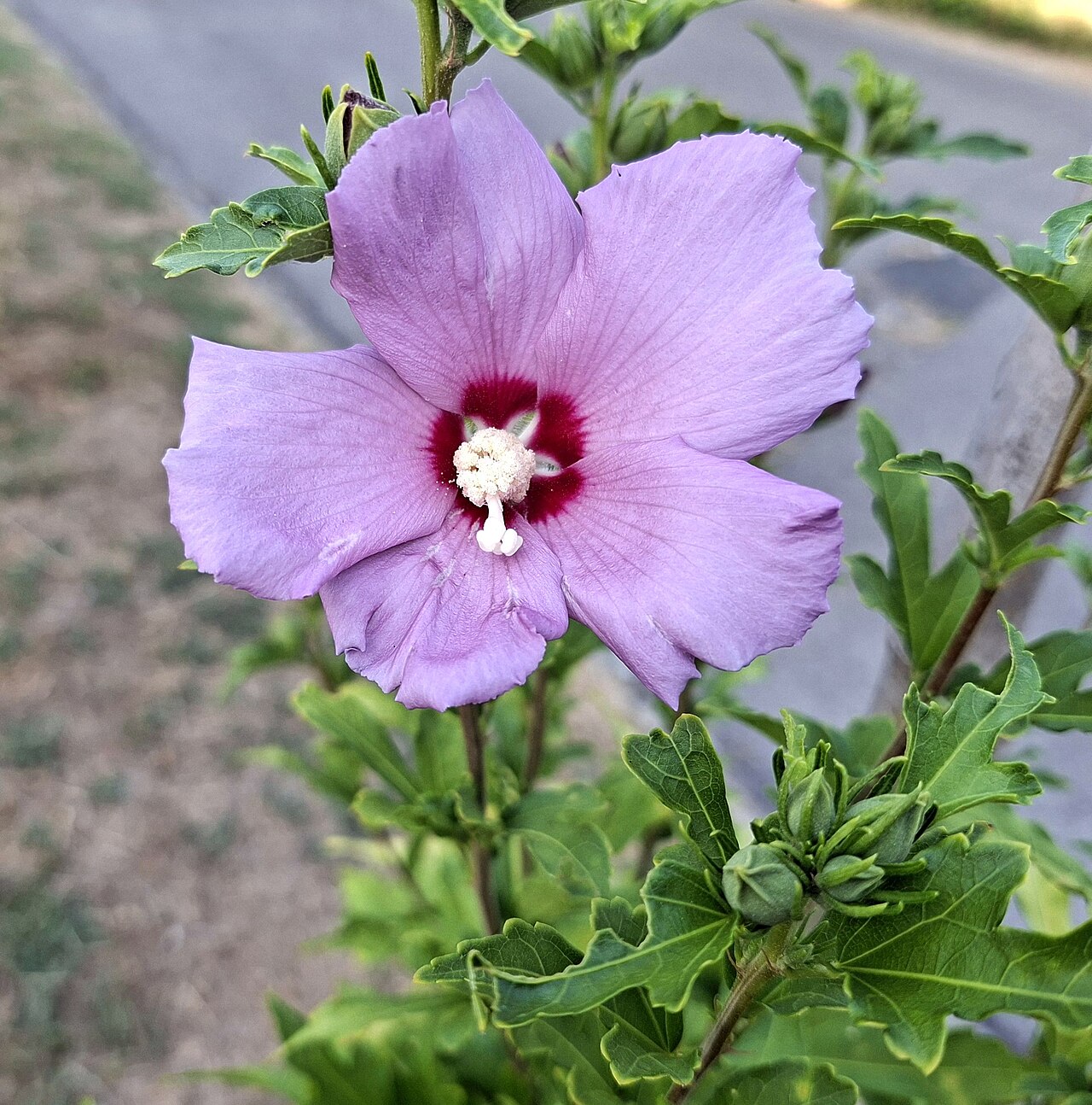Hibiscus syriacus