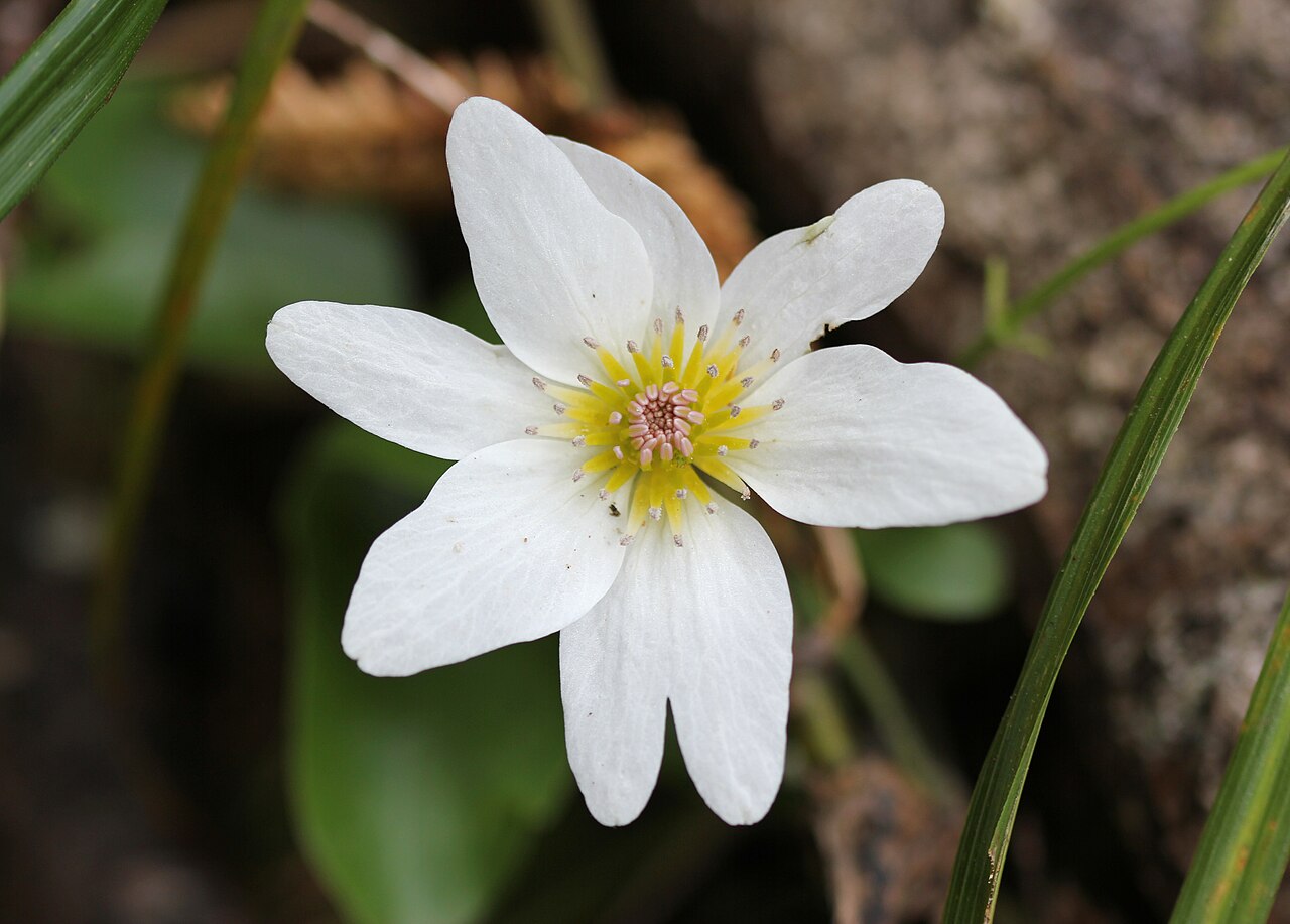 Clematis