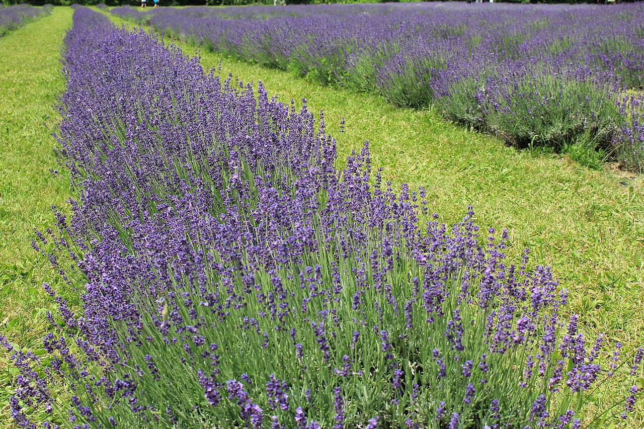 Lavender