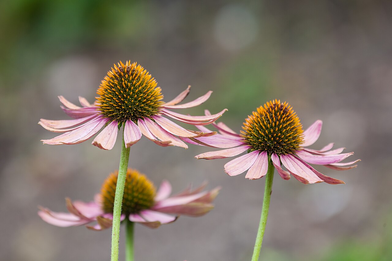Coneflower (Echinacea)