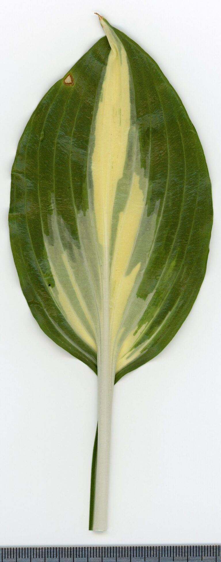 Hosta