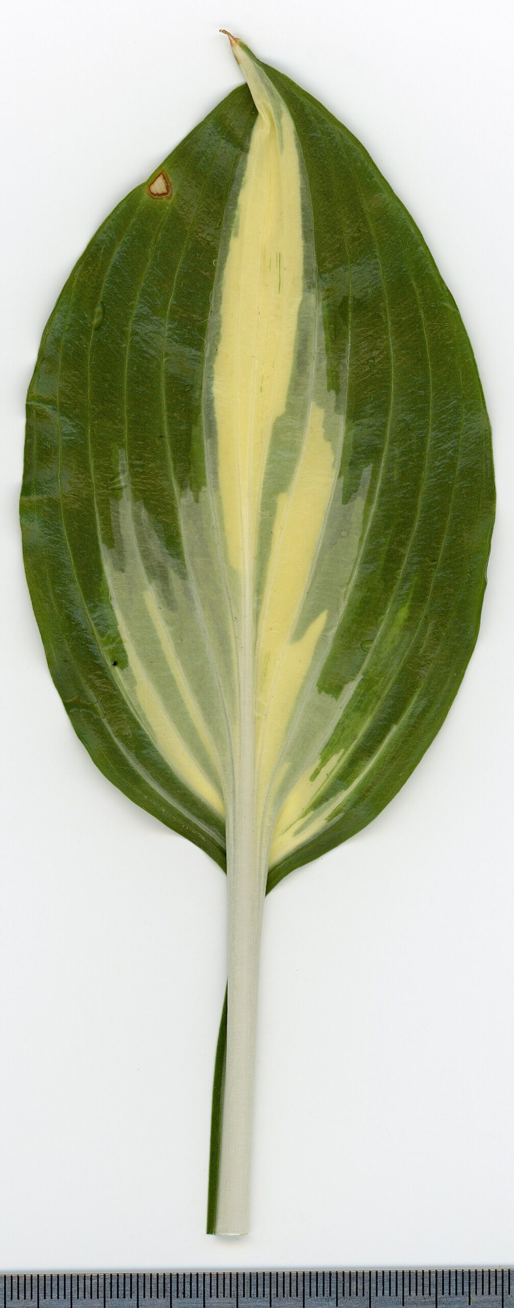 Hosta