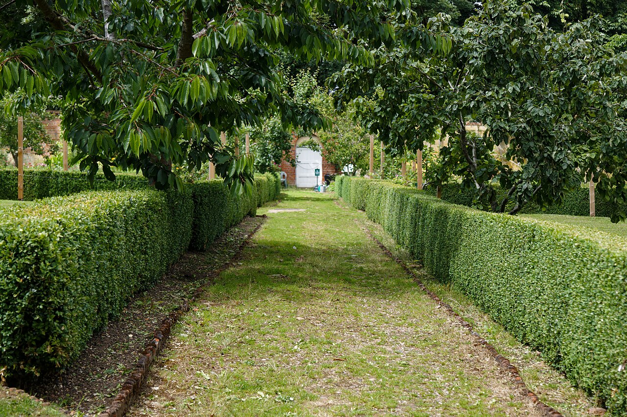 Boxwood (Buxus sempervirens)