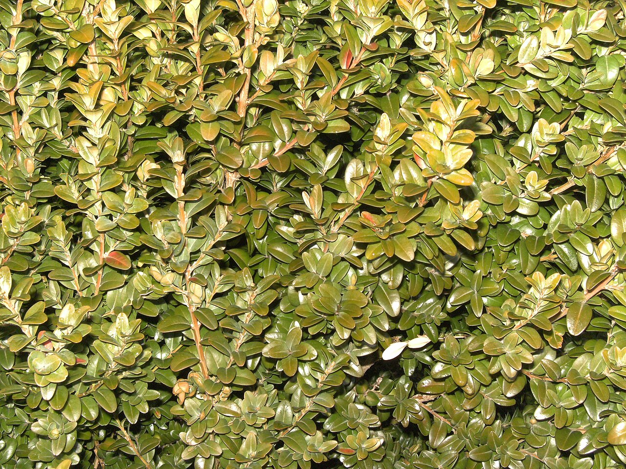 Boxwood (Buxus sempervirens)