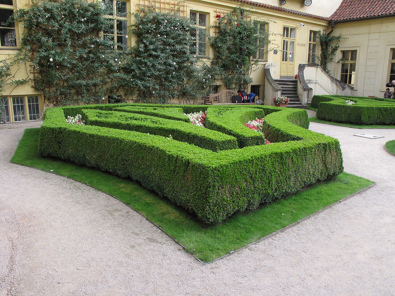 Boxwood (Buxus sempervirens)