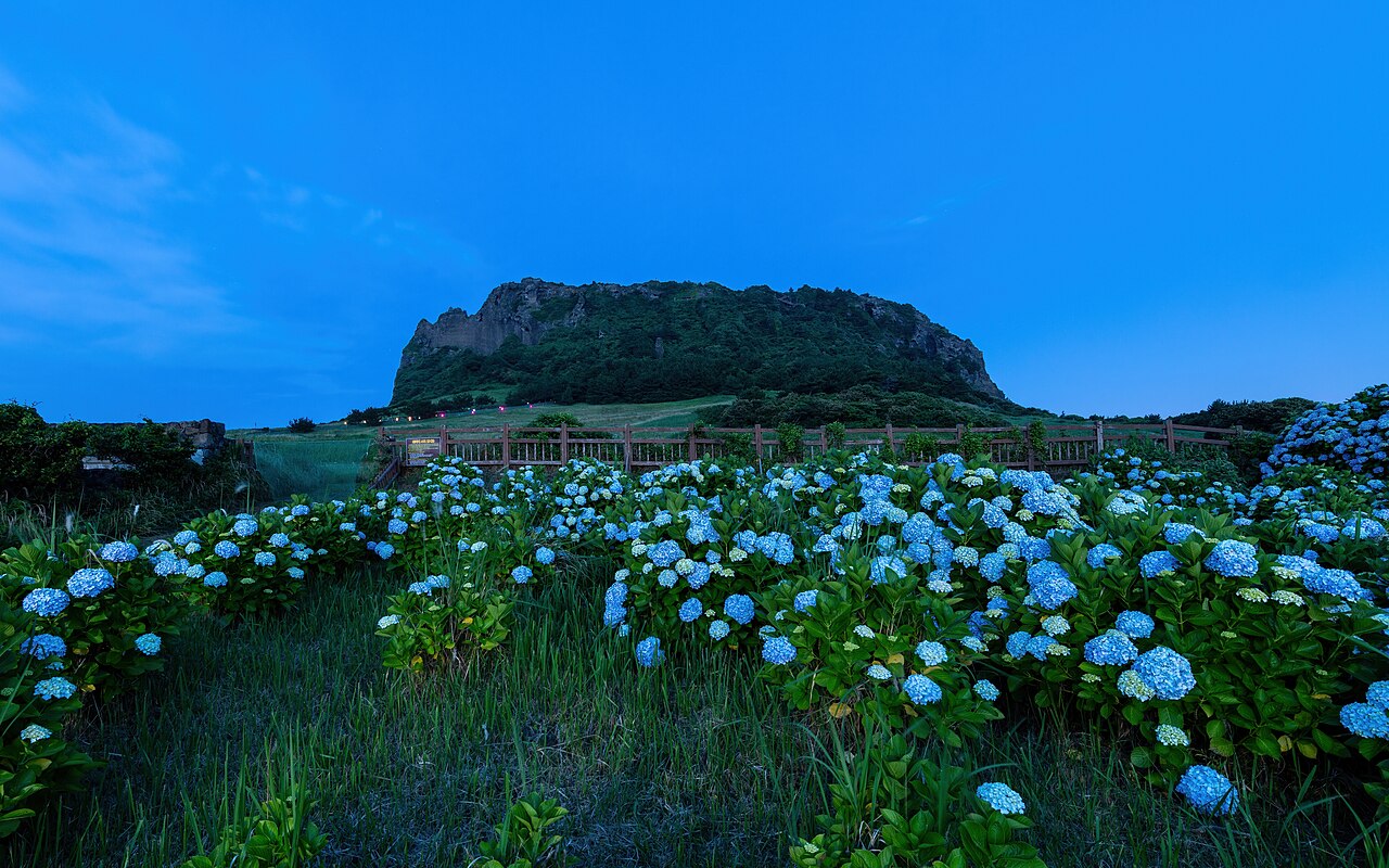 Hydrangea