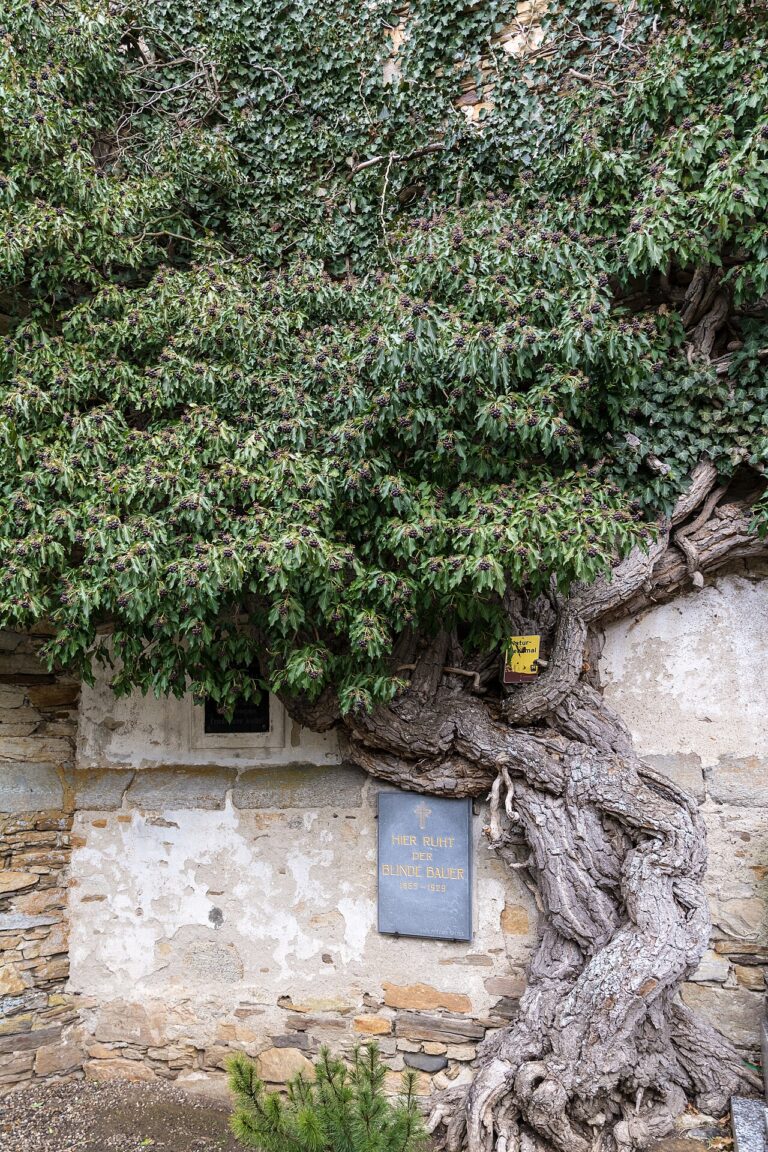 Ivy (Hedera helix)