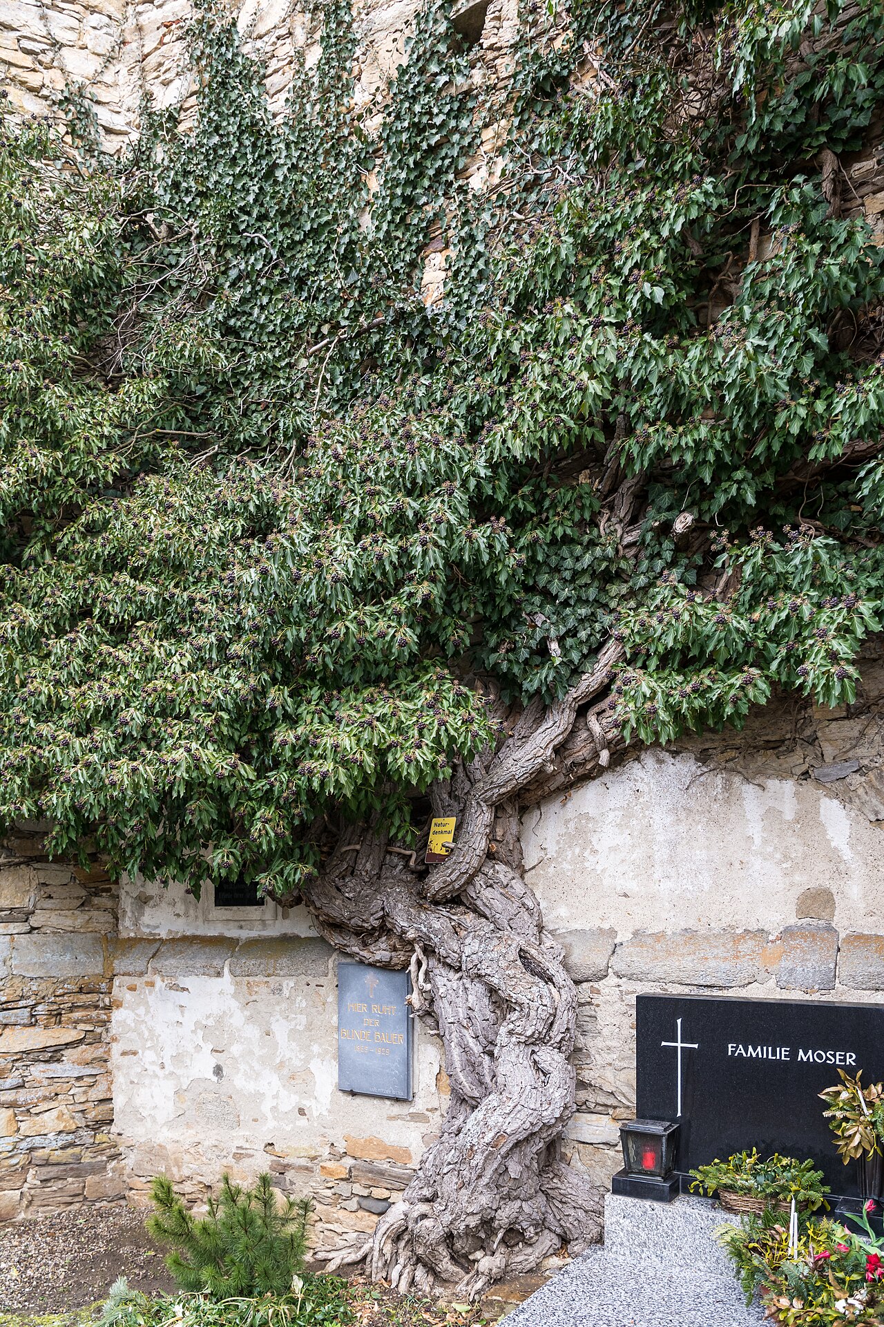 Ivy (Hedera helix)