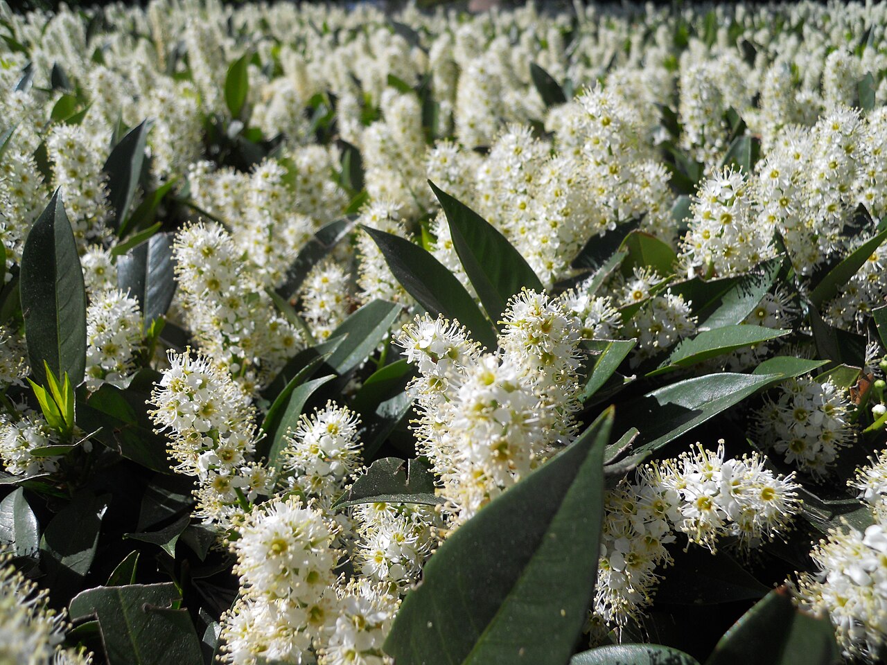 Cherry laurel (Prunus laurocerasus)