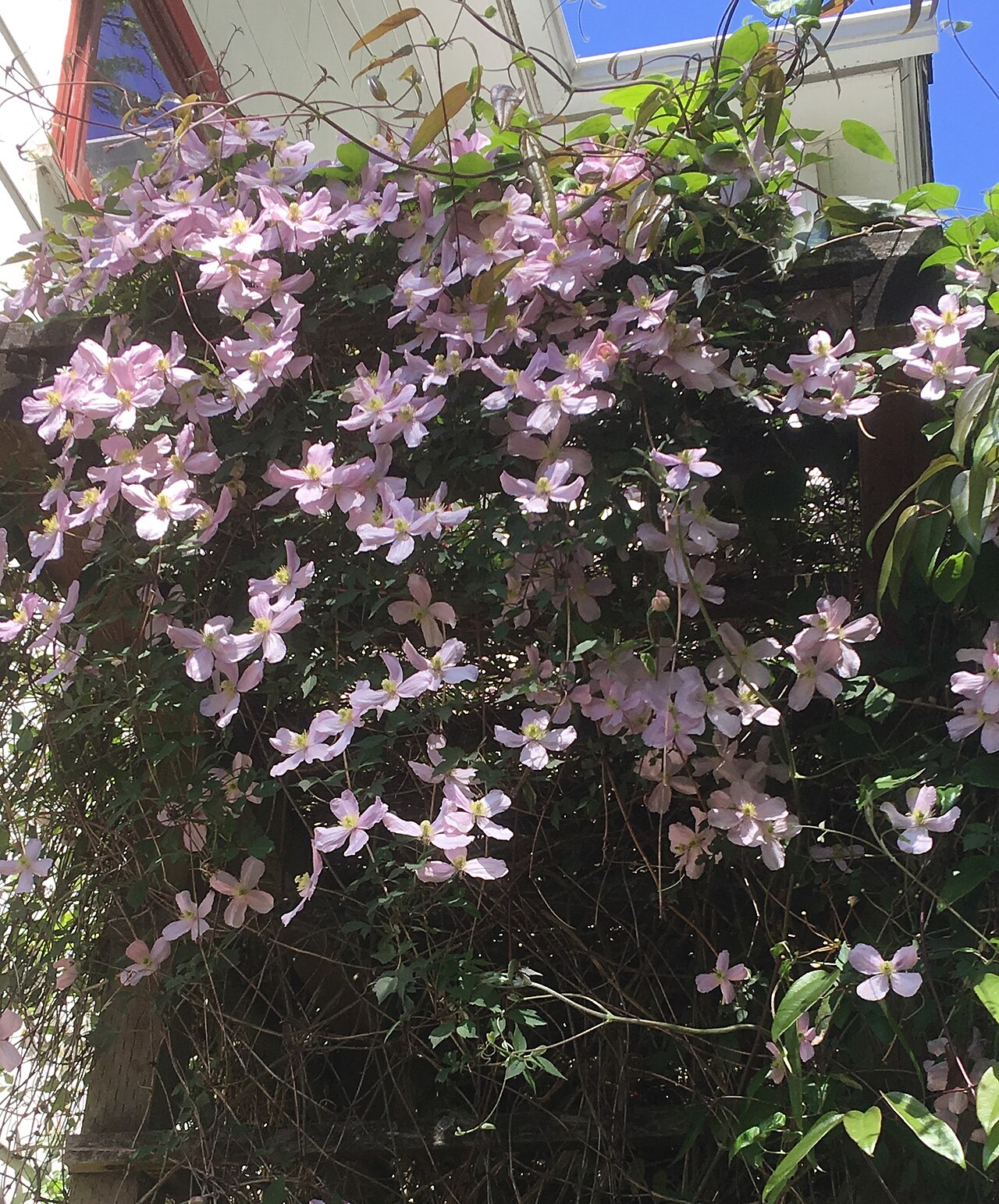 Clematis