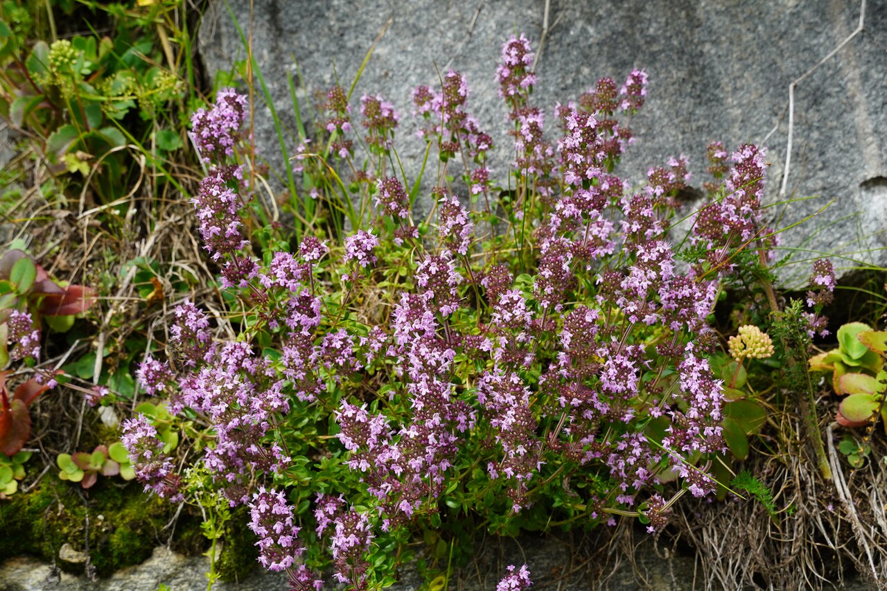 Thyme (Thymus)