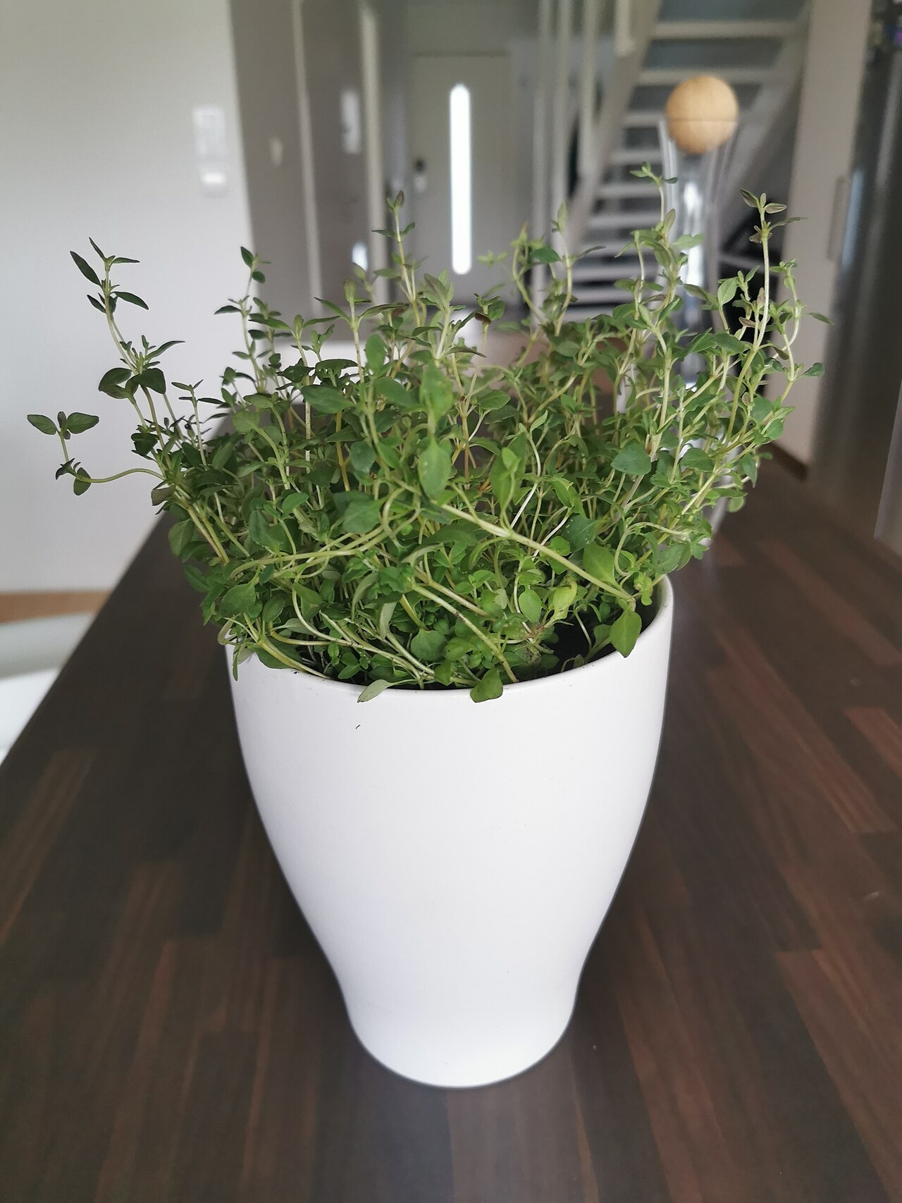 Thyme (Thymus)