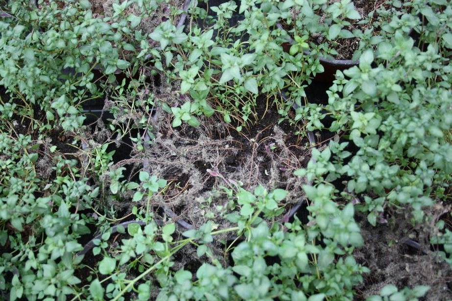 Thyme (Thymus)