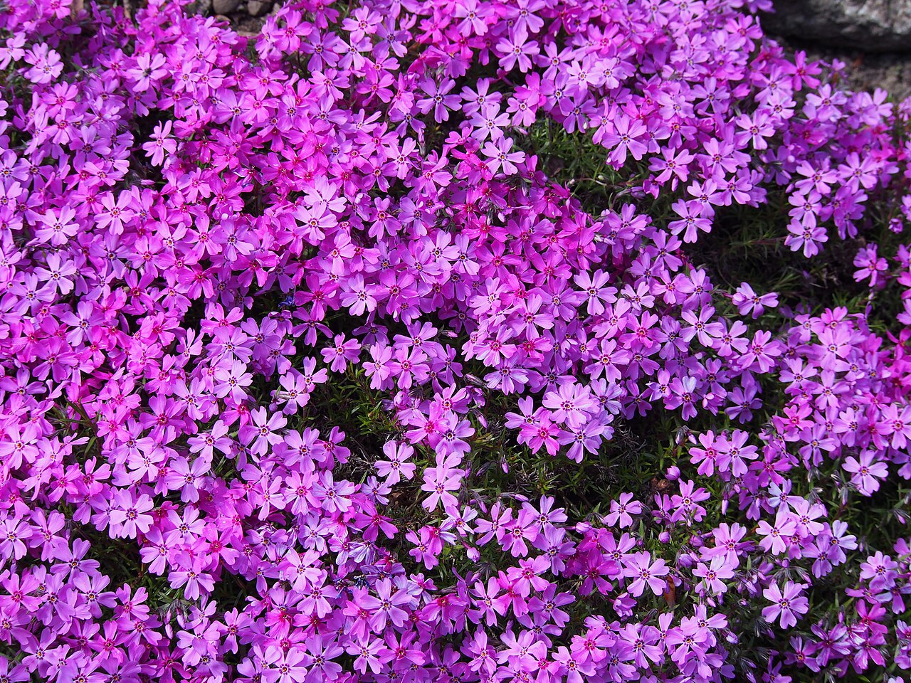 Creeping phlox (Phlox subulata)