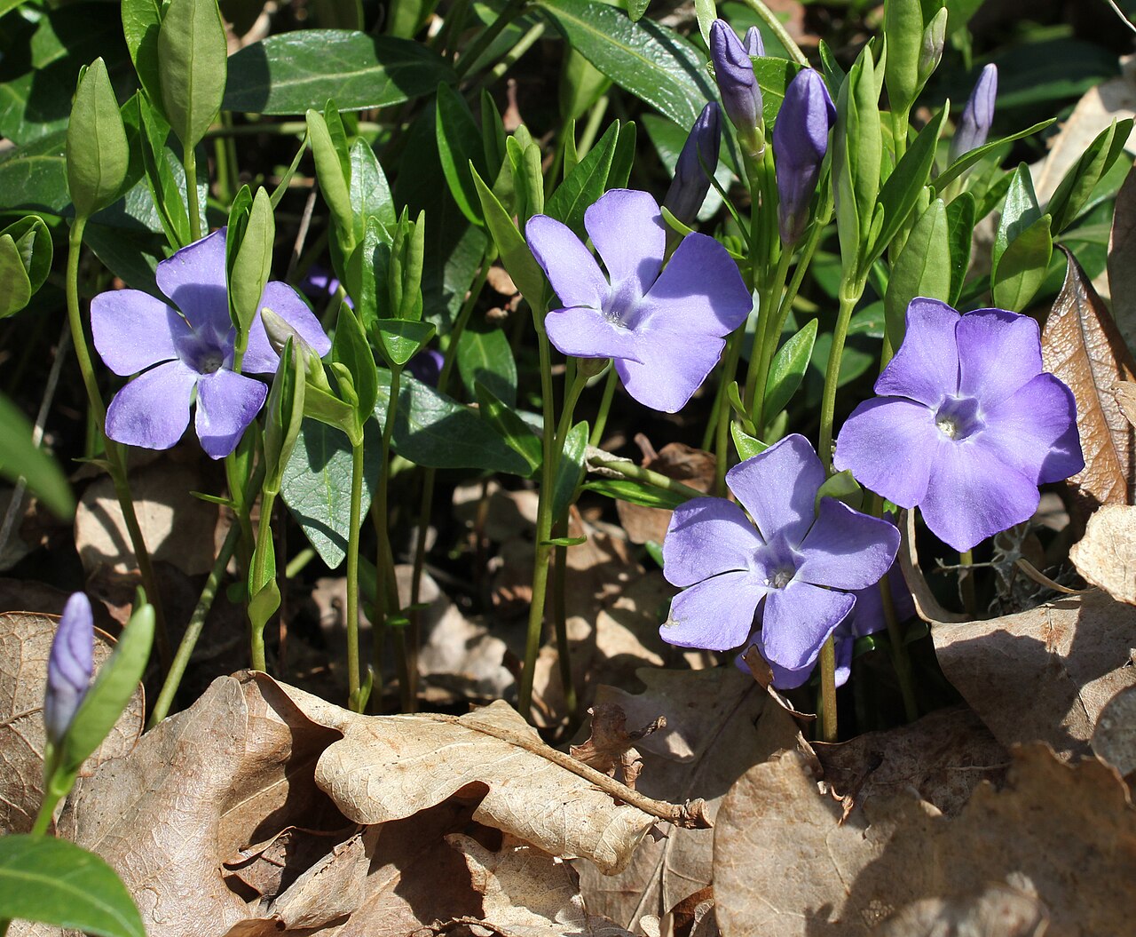 Periwinkle (Vinca minor)