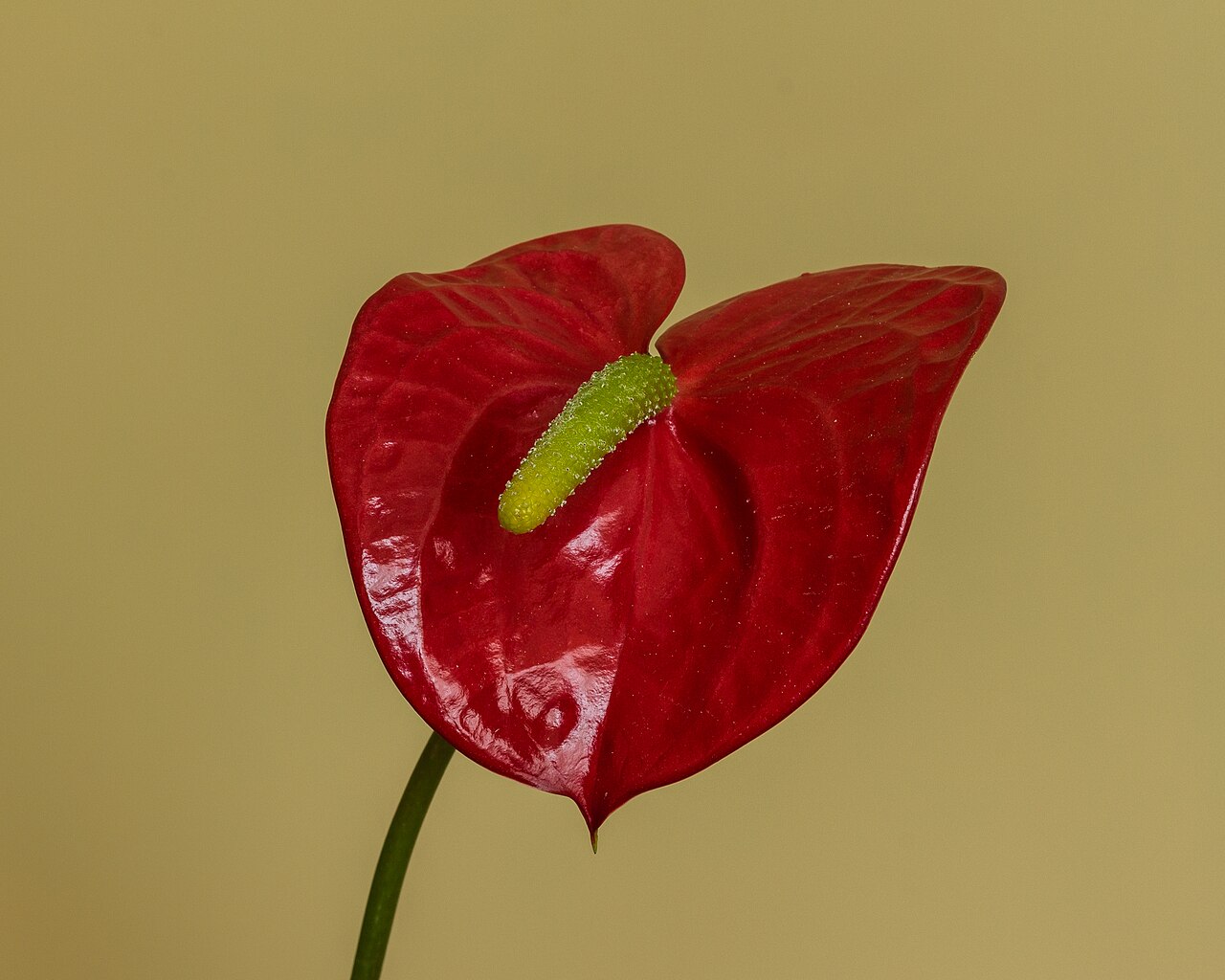 Anthurium