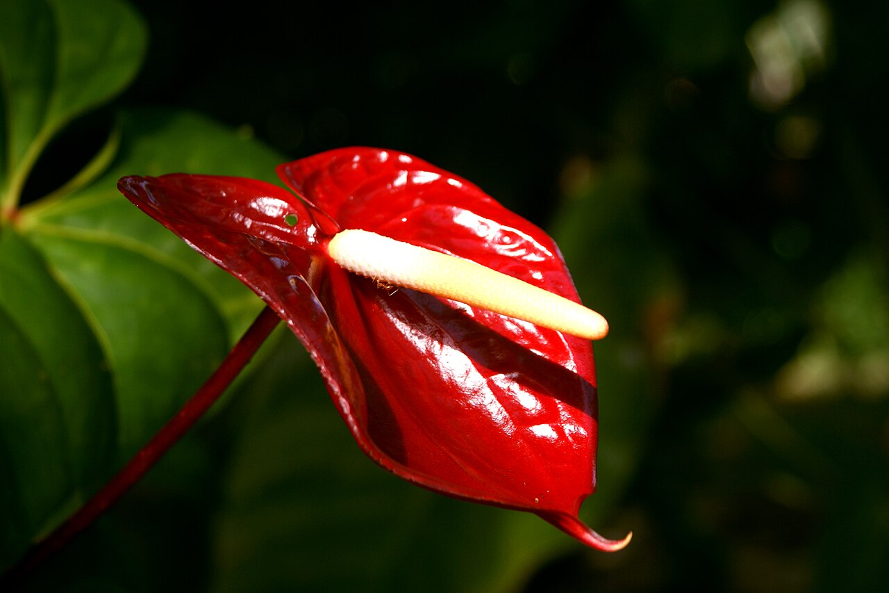 Anthurium