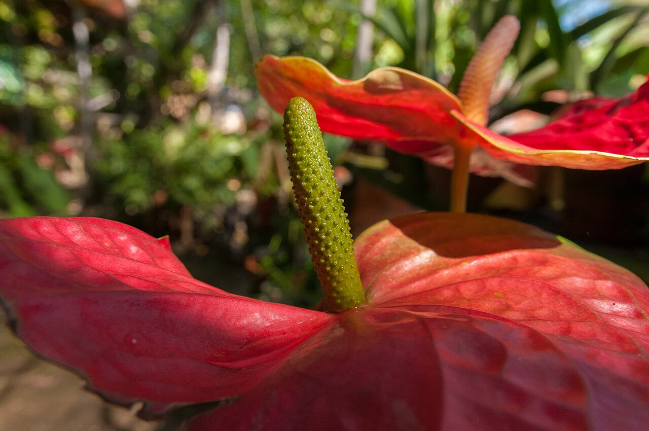 Anthurium