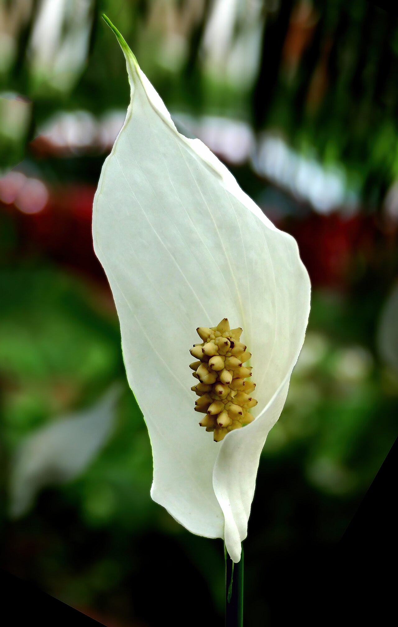 Peace lily (Spathiphyllum)