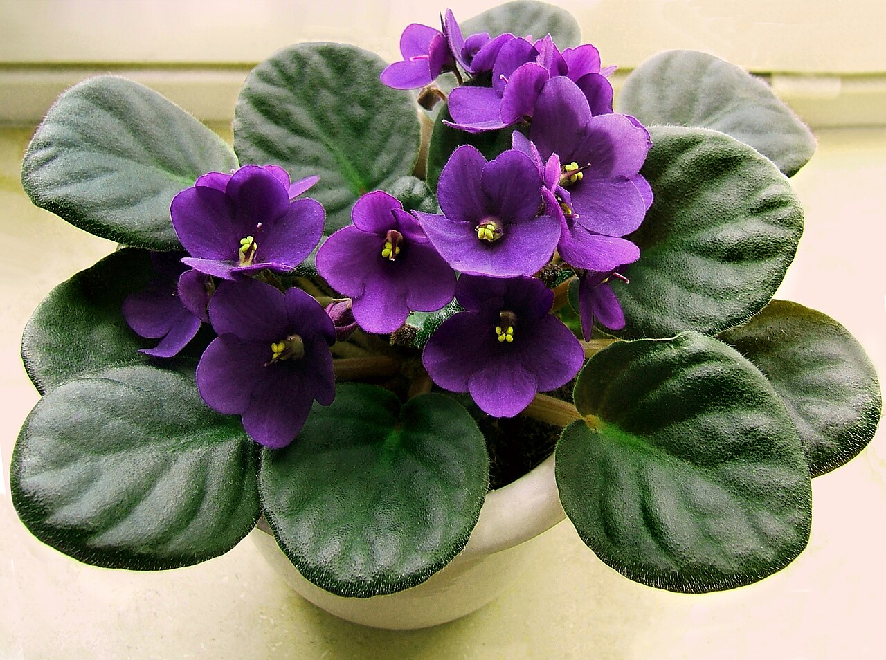 African violet (Saintpaulia)