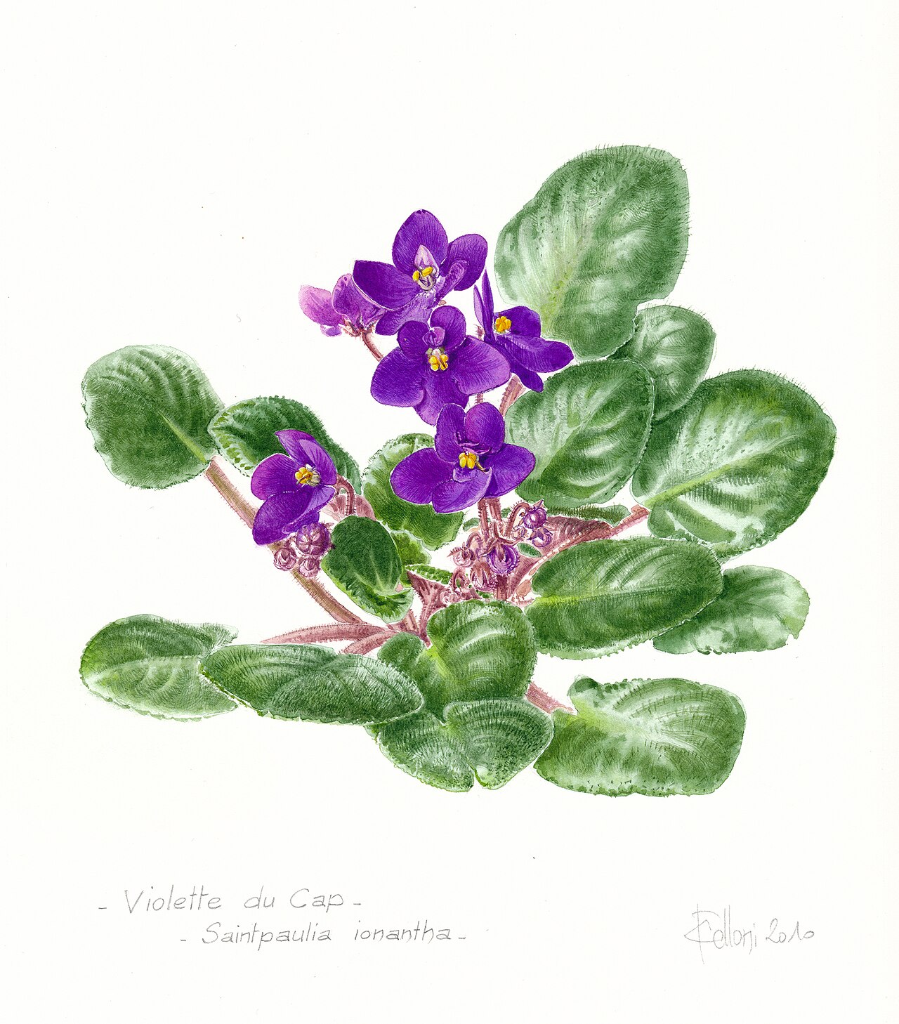 African violet (Saintpaulia)
